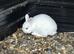 Netherland dwarf buck (albino)