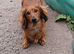 Gorgeous friendly shaded red miniature dachshund boy