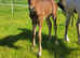 2 smashing foals