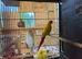 Suncheek conure pair