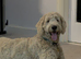 Gorgeous Goldendoodle for rehome