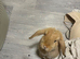 Girl Mini lop