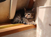 Cats for sale