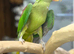 Alexandrine parrot
