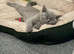 British shorthair ( blue )