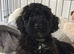 Beautiful toy poodle girl looking for new home