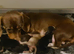Rodney kc Barleys Boy smooth cream carrying long miniature dachshund