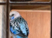 Rosella parakeet