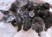 Ready now - Blue Maine coon kittens - DNA health tested parents