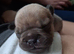 KC REGISTERED FRENCHIES