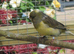 Gloster Canary male