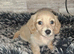 Cream mini dachshunds LAST 2