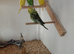 2 budgies for sale.