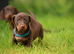 Miniature dachshund