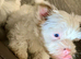 Tiny Yorkie Pom Boy – Looking for His Forever Home