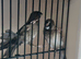 Young bengalese finches for sale