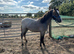 Registered Welsh a colt
