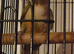 Green cheek conure