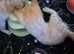 Snow mink bengal kitten