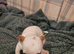 2 Jack Russell puppies