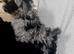 Asian tea cup poodle x small toy male