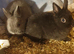Netherland darf babies from my show lines