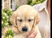 Beautiful RKC registered golden retrievers