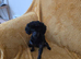 Tiny toy poodle