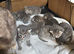 2 left out of our 7 beautiful blue and white kittens
