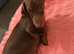 looking for home asap