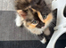 Ragdoll cross kittens