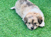 Shetland sheepdog cross Shih Tzu puppies