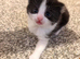 2 stunning black and white Kittens Left
