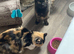 Two older kittens