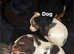 Little jack Russell's