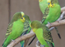 15 cage and 15 16 pair buddies box and cage