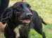 Multiple rescue spaniels looking for their forever homes