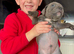 Blue Staffy pups kc registered