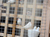 Zebra finches (white)