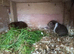 Female baby Guinea pigs