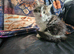 Turkish angora cross kittens READY NOW