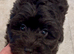Fully DNA Health Tested F1 Maltipoo Puppies