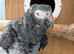 Proven breeding of Timneh greys