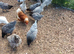 Blubelle pullets