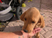 Labrador puppy