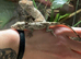 Cuban Knight Anole & Cuban False chameleon babies