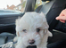 Maltese puppy last male