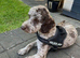 Stunning f2b cockapoo boy