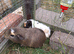 3 male guinea pigs for sale