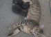 Grey Savannah cross female kitten. West Wimbledon area. &pound;300